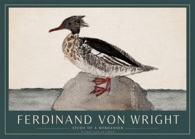 Ferdinand von Wright Study of a Merganser No3 - Juliste