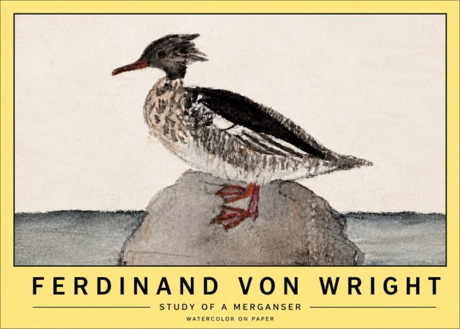 Ferdinand von Wright Study of a Merganser No5 - Juliste