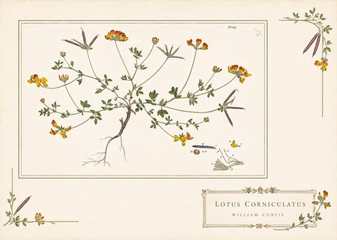 William Curtis Lotus Corniculatus I No4 - Juliste