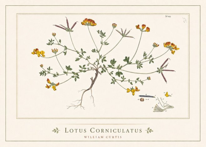 William Curtis Lotus Corniculatus I No5 - Juliste