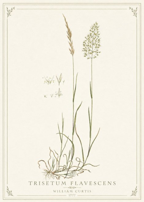 William Curtis Trisetum Flavescens II No1 - Juliste
