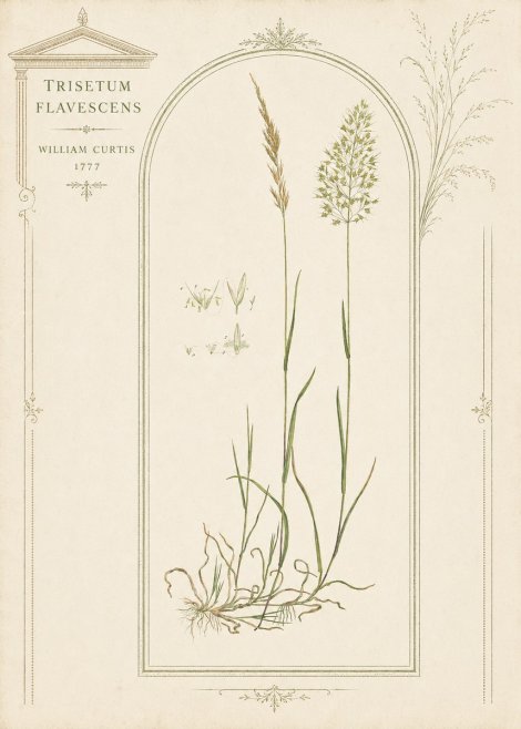 William Curtis Trisetum Flavescens II No3 - Juliste