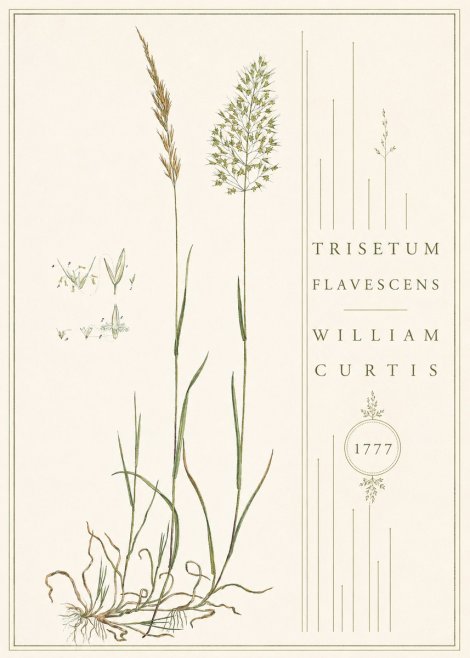 William Curtis Trisetum Flavescens II No4 - Juliste