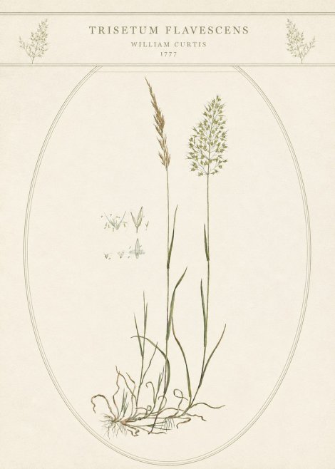 William Curtis Trisetum Flavescens II No5 - Juliste