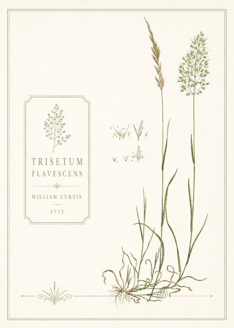 William Curtis Trisetum Flavescens II No6 - Juliste