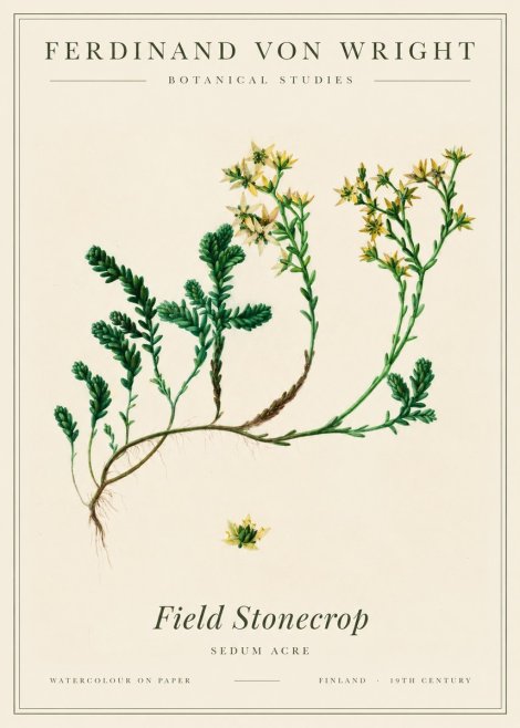 Ferdinand von Wright Botanical Study No3 - Juliste