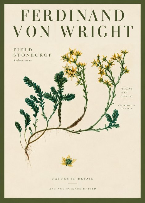Ferdinand von Wright Botanical Study No4 - Juliste
