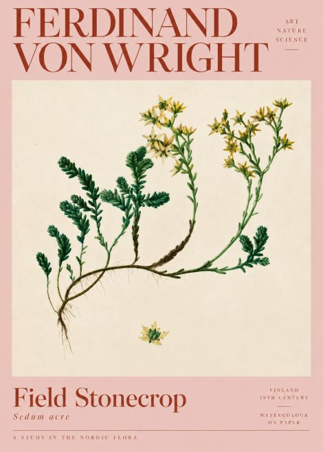 Ferdinand von Wright Botanical Study No5 - Juliste