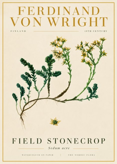 Ferdinand von Wright Botanical Study No6 - Juliste