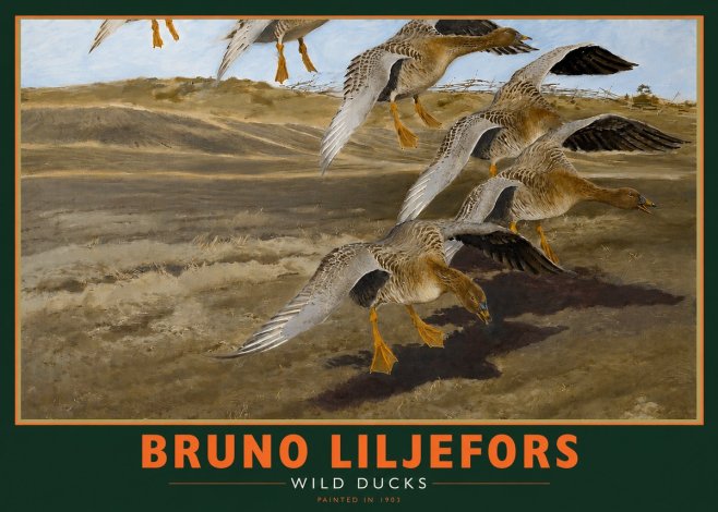 Bruno Liljefors Wild Ducks I No2 - Juliste
