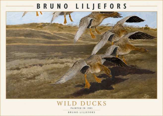 Bruno Liljefors Wild Ducks I No3 - Juliste