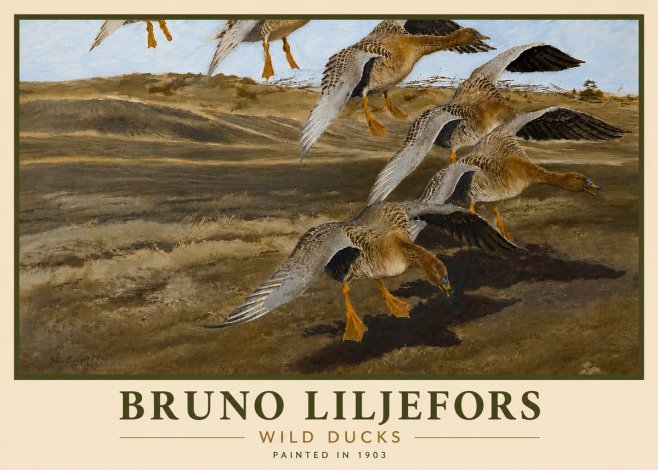 Bruno Liljefors Wild Ducks I No6 - Juliste
