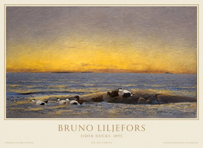 Bruno Liljefors Eider Ducks. 1895 No1 - Juliste
