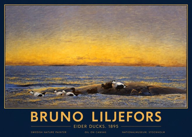 Bruno Liljefors Eider Ducks. 1895 No2 - Juliste