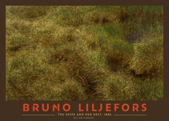 Bruno Liljefors The Snipe and Her Nest No2 - Juliste