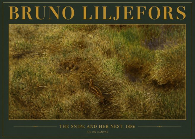 Bruno Liljefors The Snipe and Her Nest No4 - Juliste