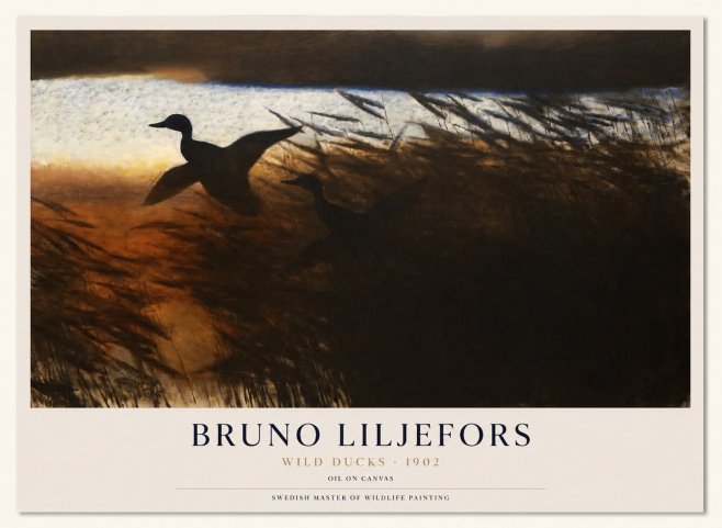 Bruno Liljefors Wild Ducks II No1 - Juliste