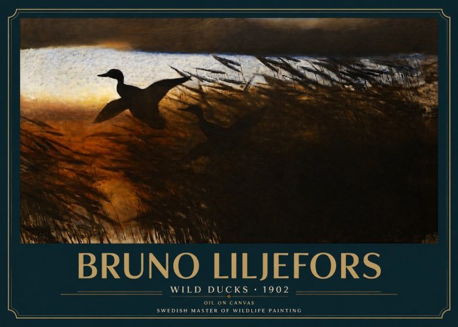 Bruno Liljefors Wild Ducks II No3 - Juliste
