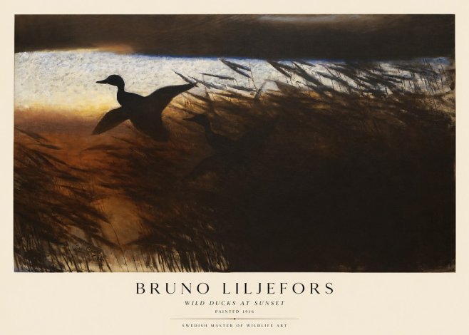 Bruno Liljefors Wild Ducks II No5 - Juliste