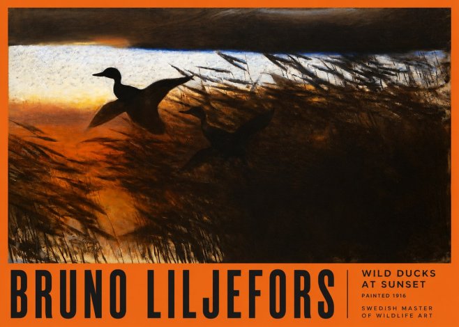 Bruno Liljefors Wild Ducks II No6 - Juliste