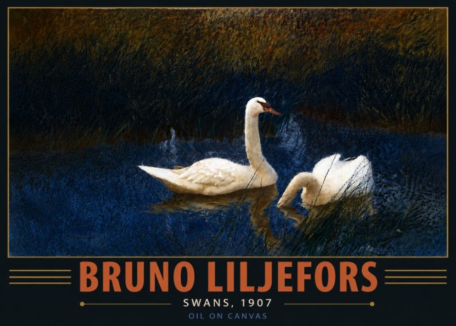 Bruno Liljefors Swans, 1907 No6 - Juliste