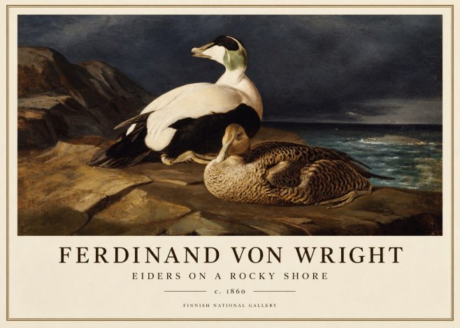 Ferdinand von Wright Eiders on a Rocky Shore No1 - Juliste