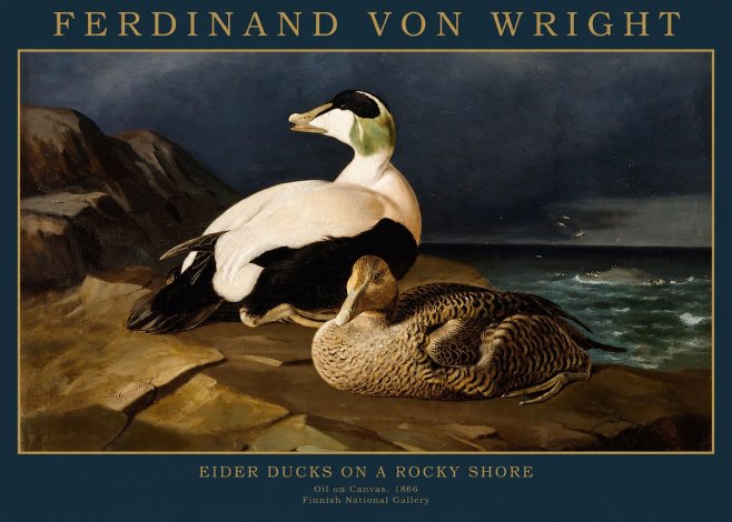 Ferdinand von Wright Eiders on a Rocky Shore No2 - Juliste
