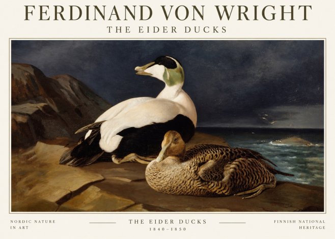 Ferdinand von Wright Eiders on a Rocky Shore No3 - Juliste