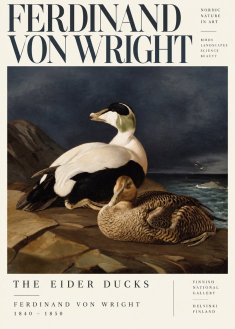 Ferdinand von Wright Eiders on a Rocky Shore No5 - Juliste