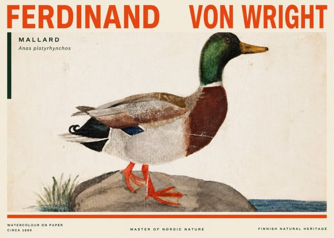 Ferdinand von Wright Mallard (Anas Platyrhynchos) No3 - Juliste