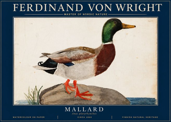 Ferdinand von Wright Mallard (Anas Platyrhynchos) No4 - Juliste