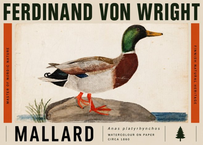 Ferdinand von Wright Mallard (Anas Platyrhynchos) No5 - Juliste