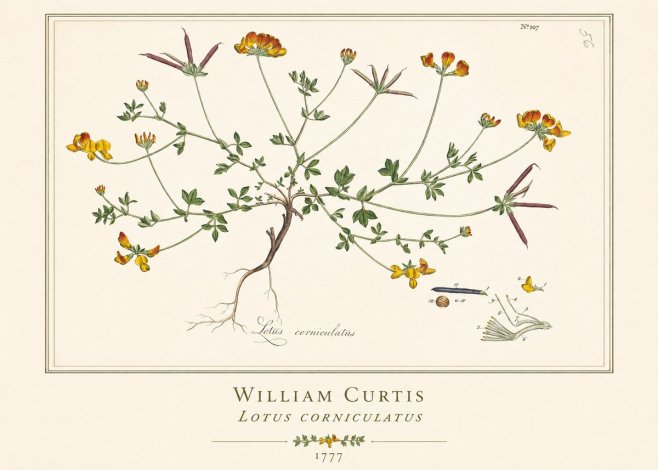 William Curtis Lotus Corniculatus II No1 - Juliste