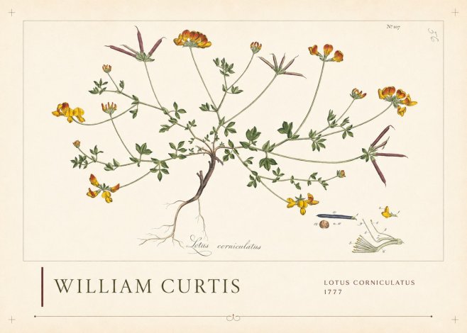 William Curtis Lotus Corniculatus II No2 - Juliste