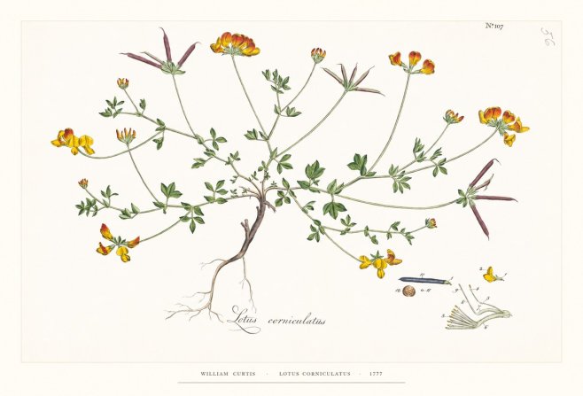 William Curtis Lotus Corniculatus II No6 - Juliste