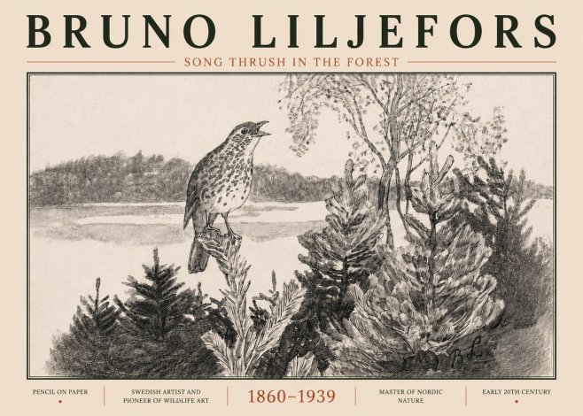 Bruno Liljefors Song Thrush in the Forest No5 - Juliste