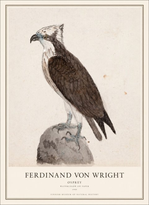Ferdinand von Wright Osprey No1 - Juliste