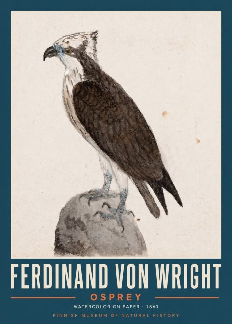 Ferdinand von Wright Osprey No2 - Juliste