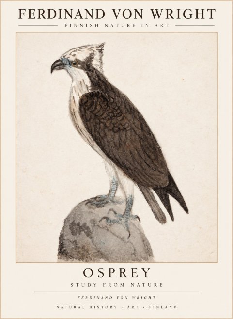 Ferdinand von Wright Osprey No3 - Juliste