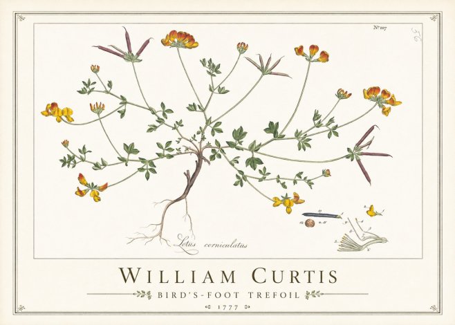 William Curtis Bird's-foot Trefoil No1 - Juliste