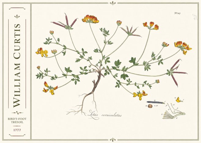 William Curtis Bird's-foot Trefoil No2 - Juliste