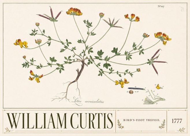 William Curtis Bird's-foot Trefoil No3 - Juliste