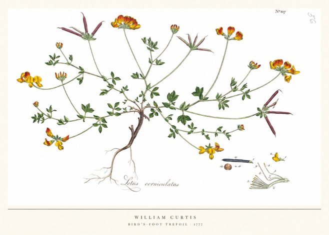 William Curtis Bird's-foot Trefoil No5 - Juliste