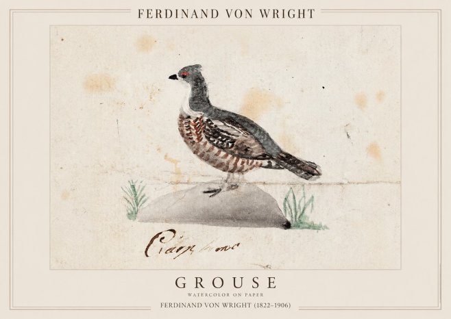 Ferdinand von Wright Grouse No1 - Juliste