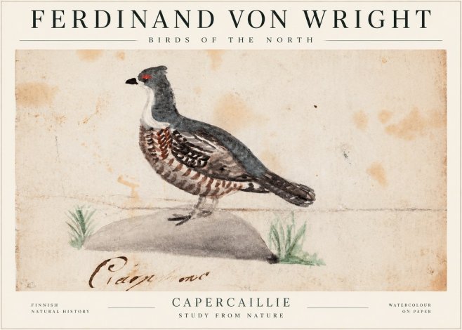 Ferdinand von Wright Grouse No2 - Juliste