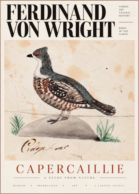 Ferdinand von Wright Grouse No6 - Juliste