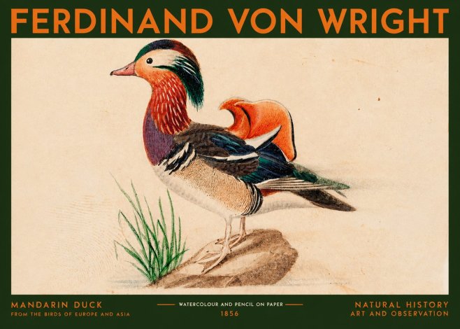 Ferdinand von Wright Mandarin Duck No2 - Juliste