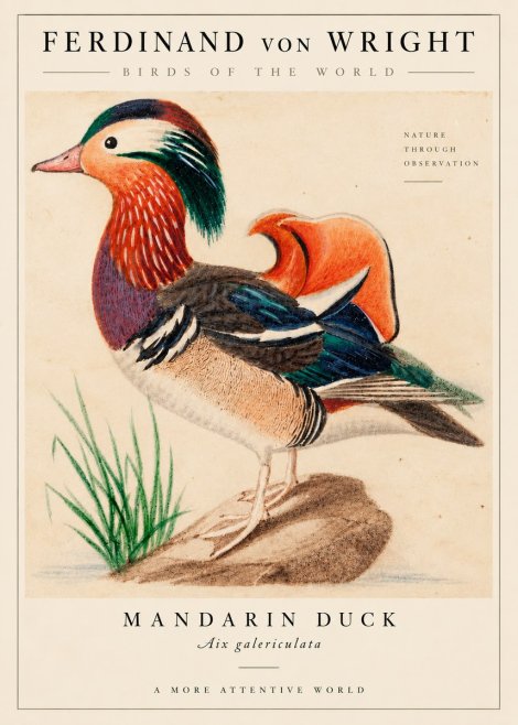 Ferdinand von Wright Mandarin Duck No6 - Juliste