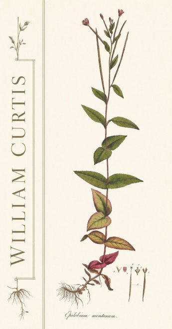 William Curtis Epilobium Montanum. No2 - Juliste
