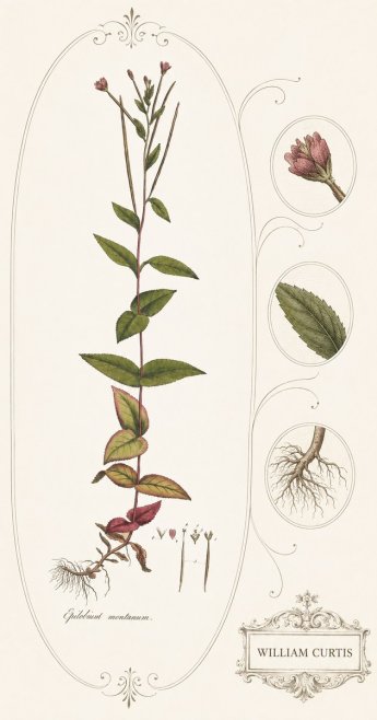 William Curtis Epilobium Montanum. No4 - Juliste